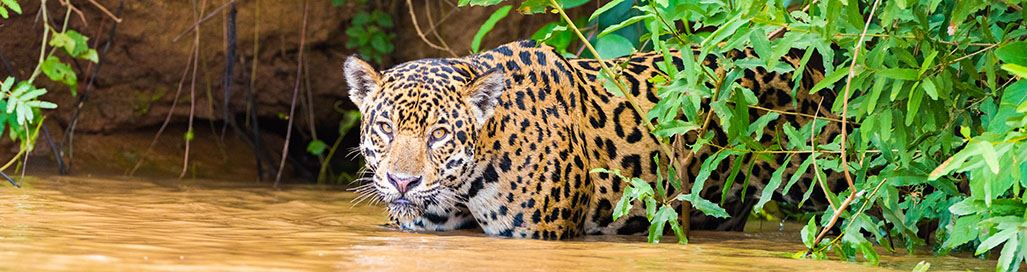 Pantanal Brazil Wildlife Holidays Vacations Jaguar Tours Birding Guides