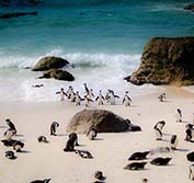 Private Guide Kruger Park Safari Cape Town Holiday South Africa