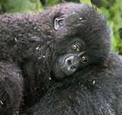 Kenya Safari Holiday Trekking Gorillas Volcanoes Park Rwanda Dian Fossey
