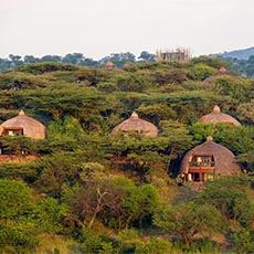 Serengeti Serena