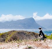 Golf Holiday Cape Town South Africa Vacation Milnerton Clovelly De Zalze