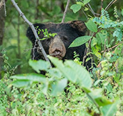 India Safari Holiday: Taj Bandhavgarh Kanha Tiger Reserves Goa Beach