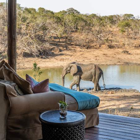 Waterbuck, Thornybush