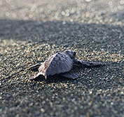 Costa Rica Beach Holidays Caribbean Puerto Viejo Arenal Sea Turtles Tortuguero
