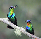 Bird Watching Holiday Panama Birding Tour Harpy Eagle Darien Pipeline Road