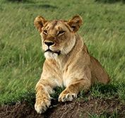 Tanzania Safari Holidays Tours Private Guide Serengeti Zanzibar Pemba