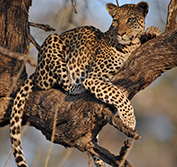 Safari Holidays Disabled Wheelchair Hwange Zimbabwe Botswana Okavango