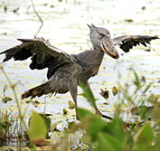 Bird Watching Holiday Uganda Birding Vacation Shoebill Kibale Bwindi