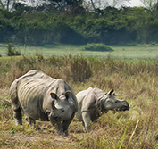 Birding Holidays Tours India Himalayas Bhutan Kaziranga Sundarbans