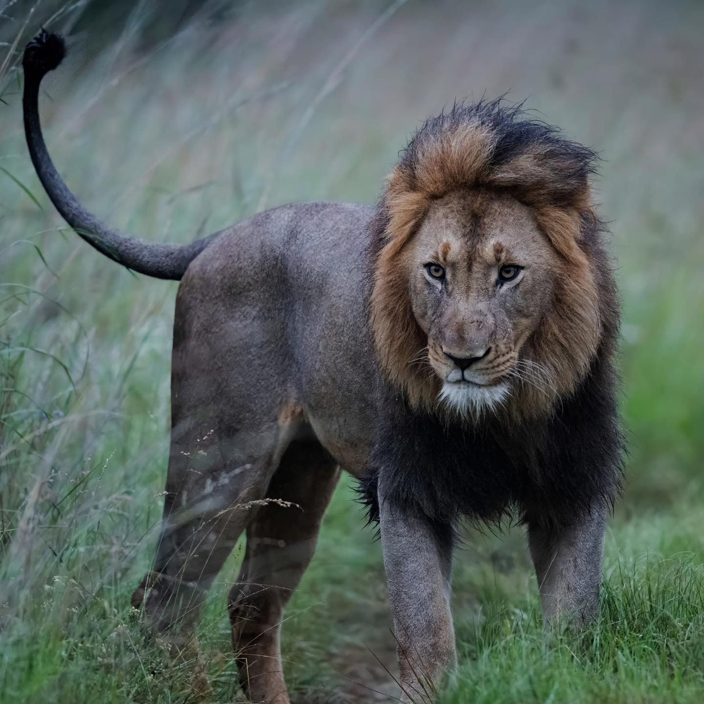 Babanango Game Reserve