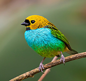 Brazil Birding Holidays Tailor Made Private Guide Atlantic Rainforest