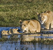 Safari Holidays Caprivi Namibia Okavango Delta Botswana Chobe Victoria Falls