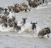 Wheelchair Disabled Safari Tanzania Tarangire Ngorongoro Serengeti