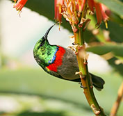 Birding Holiday South Africa Cape Town Bird Guides Kirstenbosch Vacation