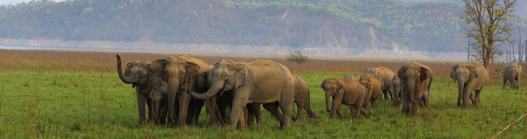 Jim Corbett Safari Holidays in India Birding Elephants Himalayas Rishikesh