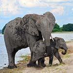Victoria Falls Cape Town Holiday Safari Chobe Botswana Luxury Honeymoon