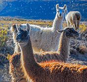 Holiday to Chile: Atacama + Lakes + Patagonia: Walking, Fishing, Riding