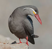 Birding Tours Bird Watching Holidays In Chile Andes Chiloe Patagonia