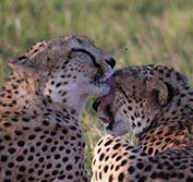 Wheelchair Accessible Safari Holiday Kenya Lake Nakuru Masai Mara