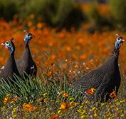 Wheelchair Vacation Cape Town South Africa Safari Kalahari Wildflowers