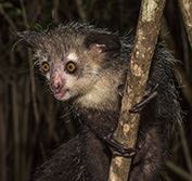 Perinet St Marie Madagascar Private Tour Indri Aye Aye Lemurs Whales