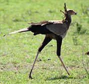 Birding Holiday Tanzania Kilimanjaro Serengeti Ngorongoro Bird Watching