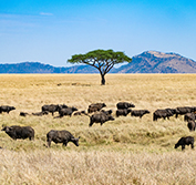 tanzania safari and zanzibar packages
