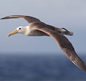 Birding Holidays South Africa Kruger Park Cape Town Penguins Pelagic Tour