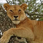 Tanzania Flying Safari Holiday Package Tarangire Ngorongoro Serengeti