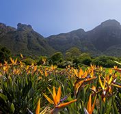 South Africa Wildflower Holidays Tours Kirstenbosch Botanical Gardens