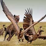 Safari Holiday Victoria Falls Zambia Zimbabwe Botswana Namibia Zambezi