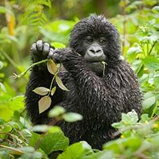 Bwindi Lodge