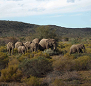 Cape Town Safari South Africa Stellenbosch Winelands Sanbona