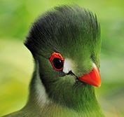 Birding Holidays Tours Ethiopia Bird Bale Mountains Yabelo Lake Awasa