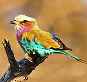 Botswana Birding Tour Moremi Okavango Delta Chobe Victoria Falls