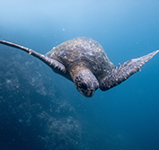 Peru And Galapagos Tour Machu Picchu Cusco Amazon Quito Ecuador