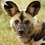 Wheelchair Accessible Safari Madikwe South Africa Malaria Sun City