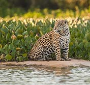 Wildlife Photography Holidays Brazil Jaguars Pantanal Amazon Iguazu Rio