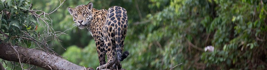 Brazil Holidays Vacations Rio Jaguar Tours Pantanal Amazon Iguassu Falls