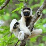 Dancing Lemurs Berenty Madagascar Sifaka Ringtail Nosy Be Snorkelling