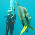 Mozambique Diving Safari Holiday Tofo Beach Dive Whale Sharks Inhambane