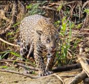 Brazil Holidays Pantanal Safaris Jaguars Porto Jofre Cuiaba River Iguassu Rio
