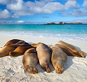 Holiday Wildlife Costa Rica Galapagos Islands Cruise Quito Vacation