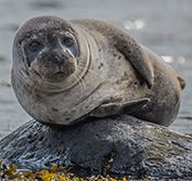 Uruguay Wildlife Holidays Tours Santa Teresa Rocha Polonio Colonia