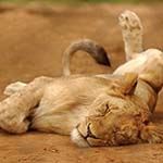 Holiday South Africa Shamwari Walking Safari Cape Town Stellenbosch