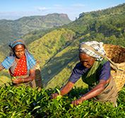 Holiday to Maldives and Sri Lanka Kandy Train Tea Safari Yala Park