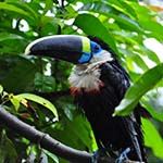 Colombia Holiday Bogota San Agustin Cocora Valley Medellin Cartagena