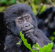 Kenya and Uganda Gorilla Safari Tours Tailor-Made Holidays Big Five
