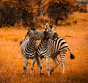 Cape Town Sun City Safari Pilanesberg Wheelchair Accessible Vehicle