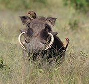 Lake Malawi Self Drive Holiday Vacation Safari Liwonde Zomba Blantyre